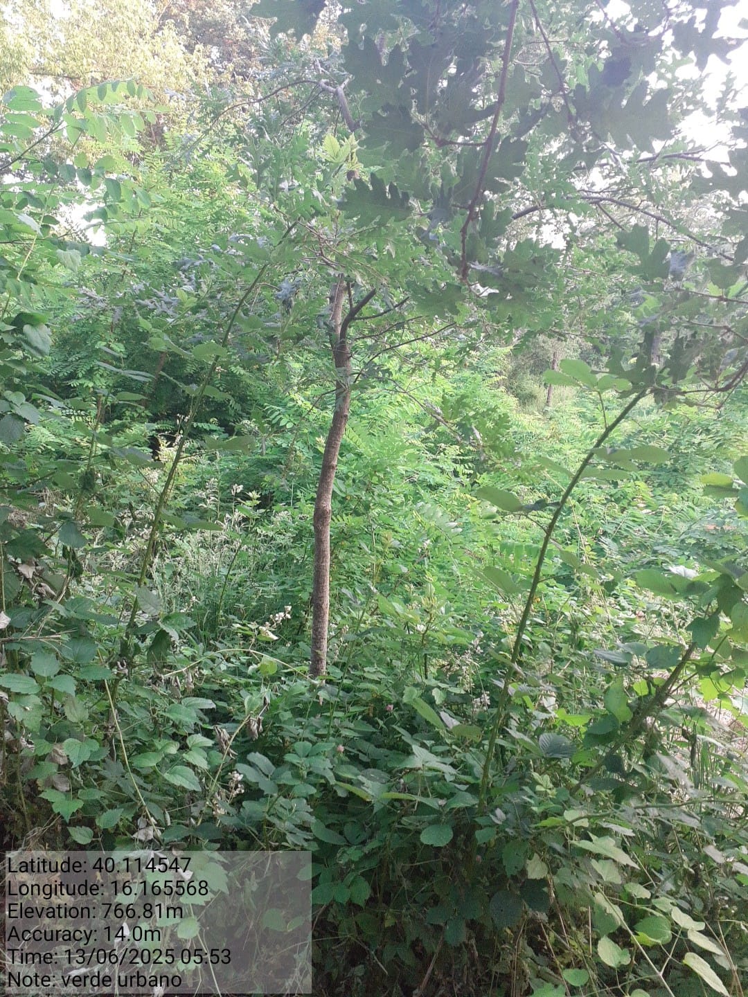 Galleria Fotografica Immagine