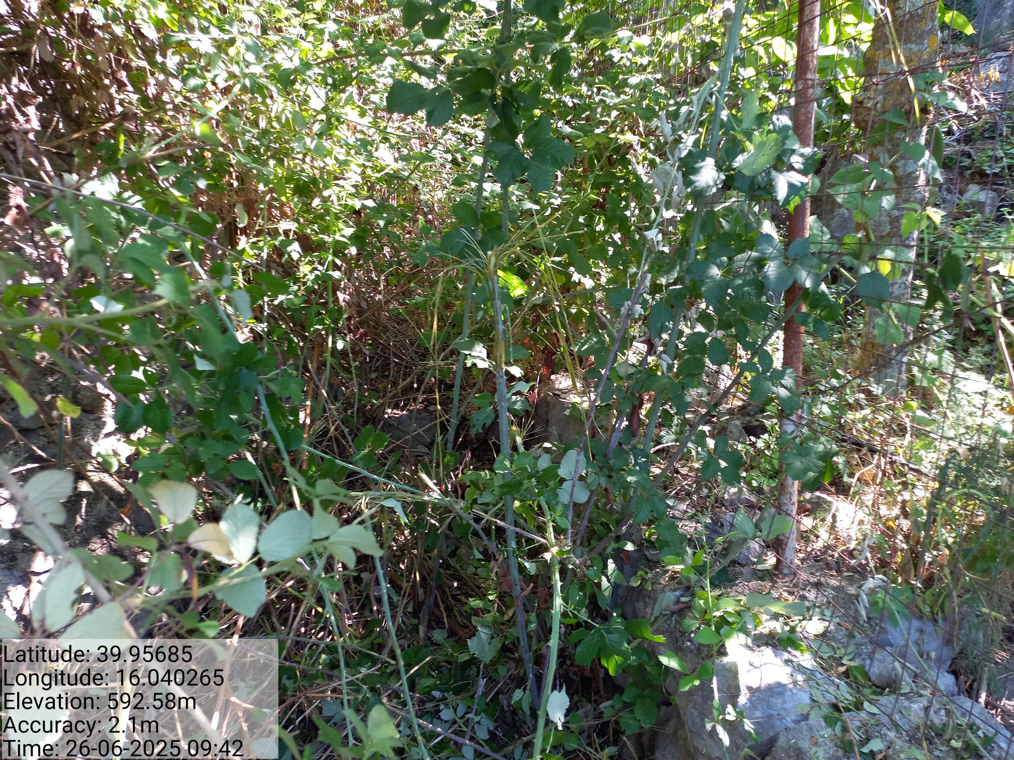 Galleria Fotografica Immagine