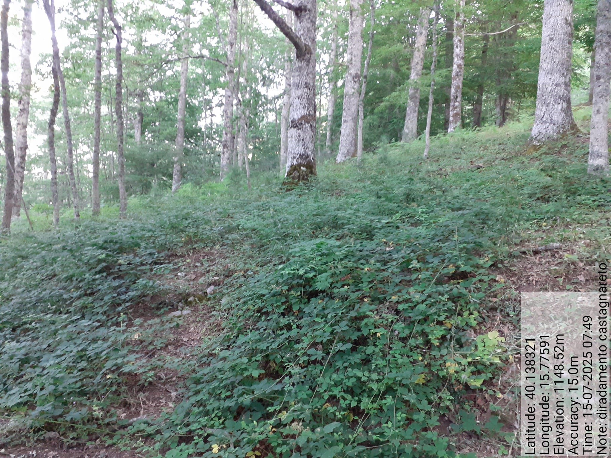 Galleria Fotografica Immagine