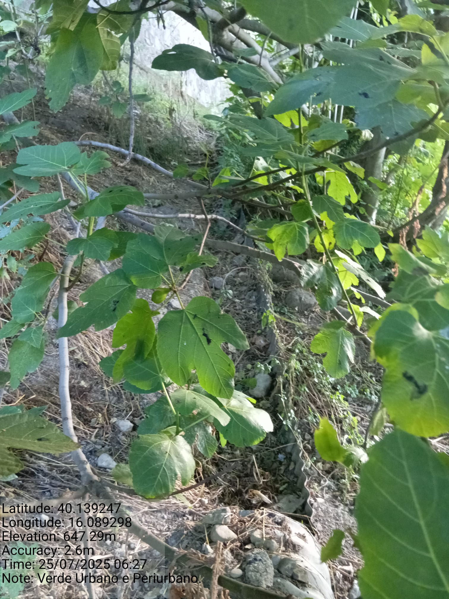 Galleria Fotografica Immagine