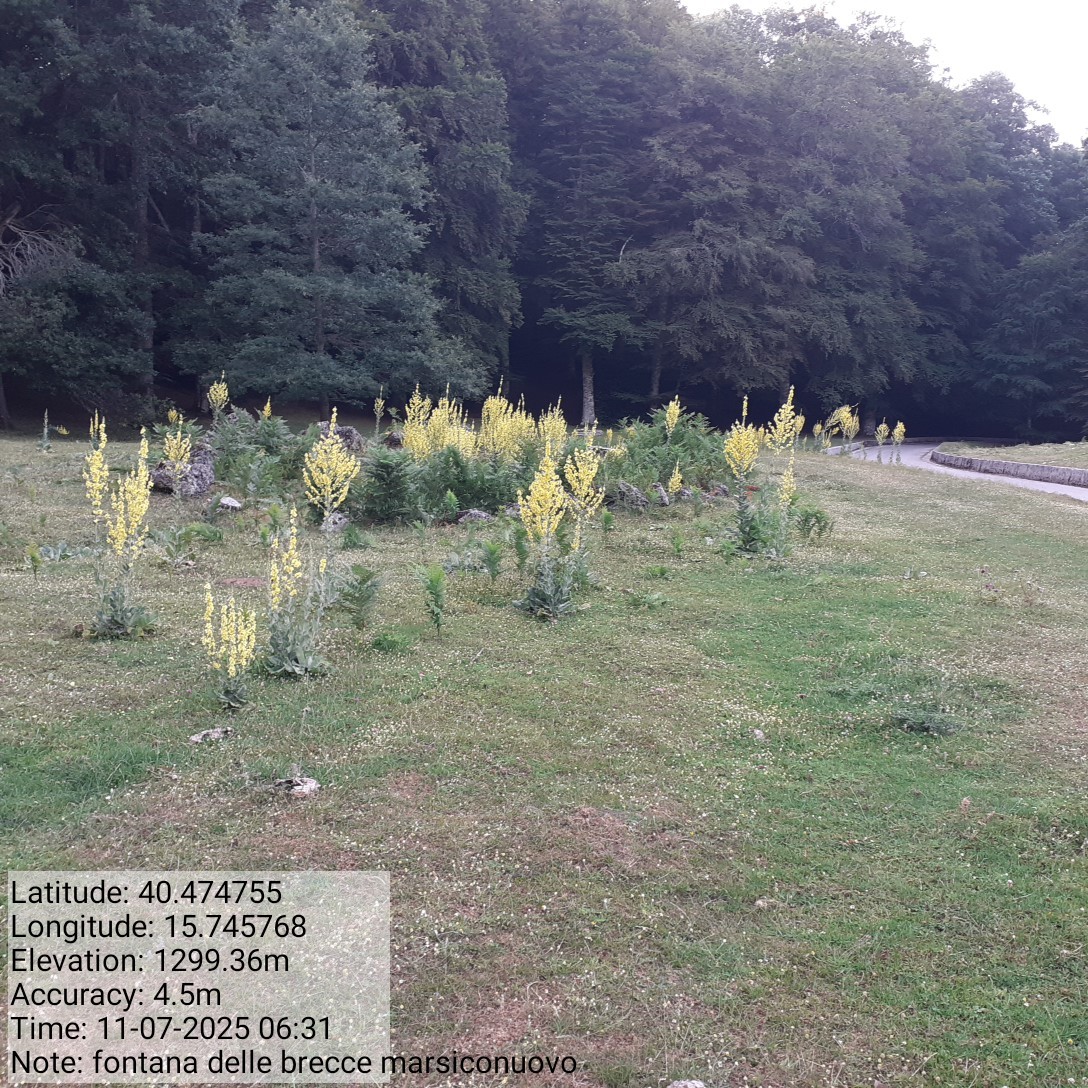 Galleria Fotografica Immagine