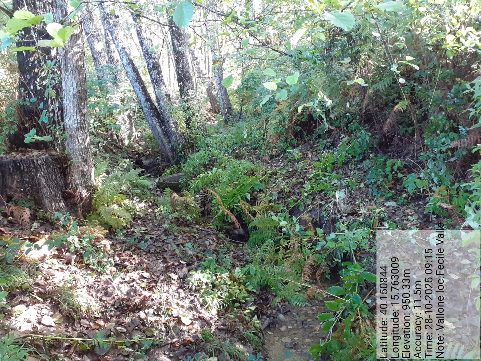 Galleria Fotografica Immagine