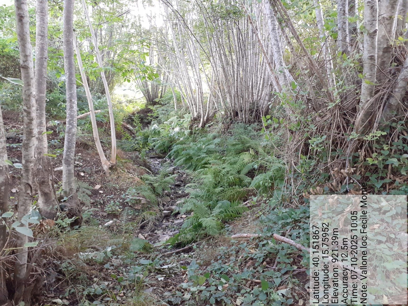 Galleria Fotografica Immagine