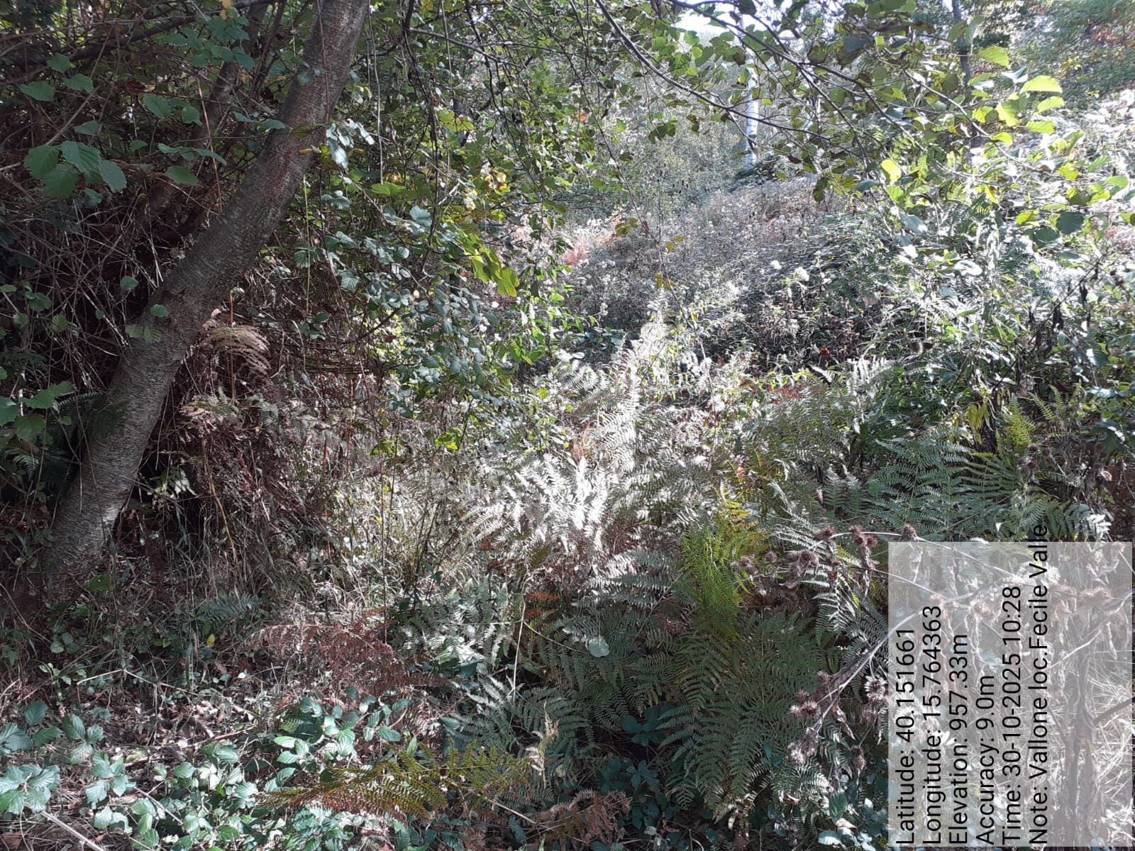 Galleria Fotografica Immagine