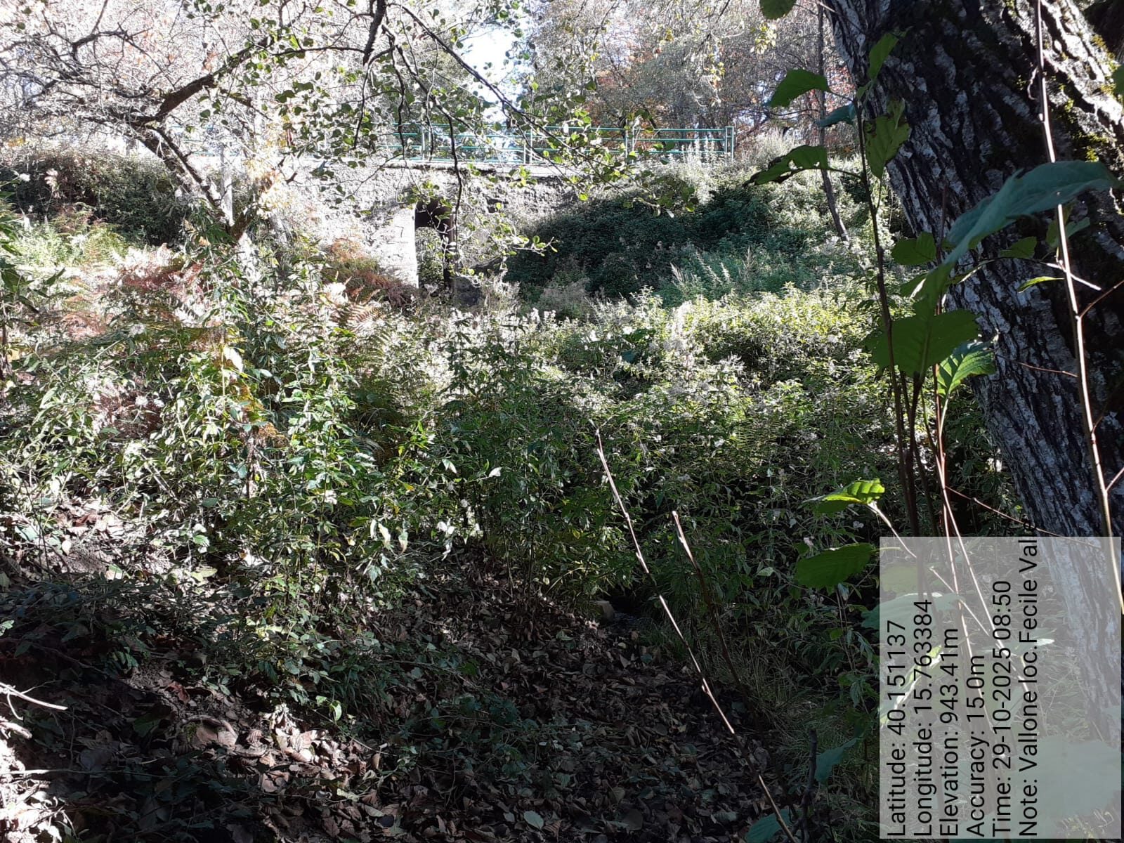 Galleria Fotografica Immagine