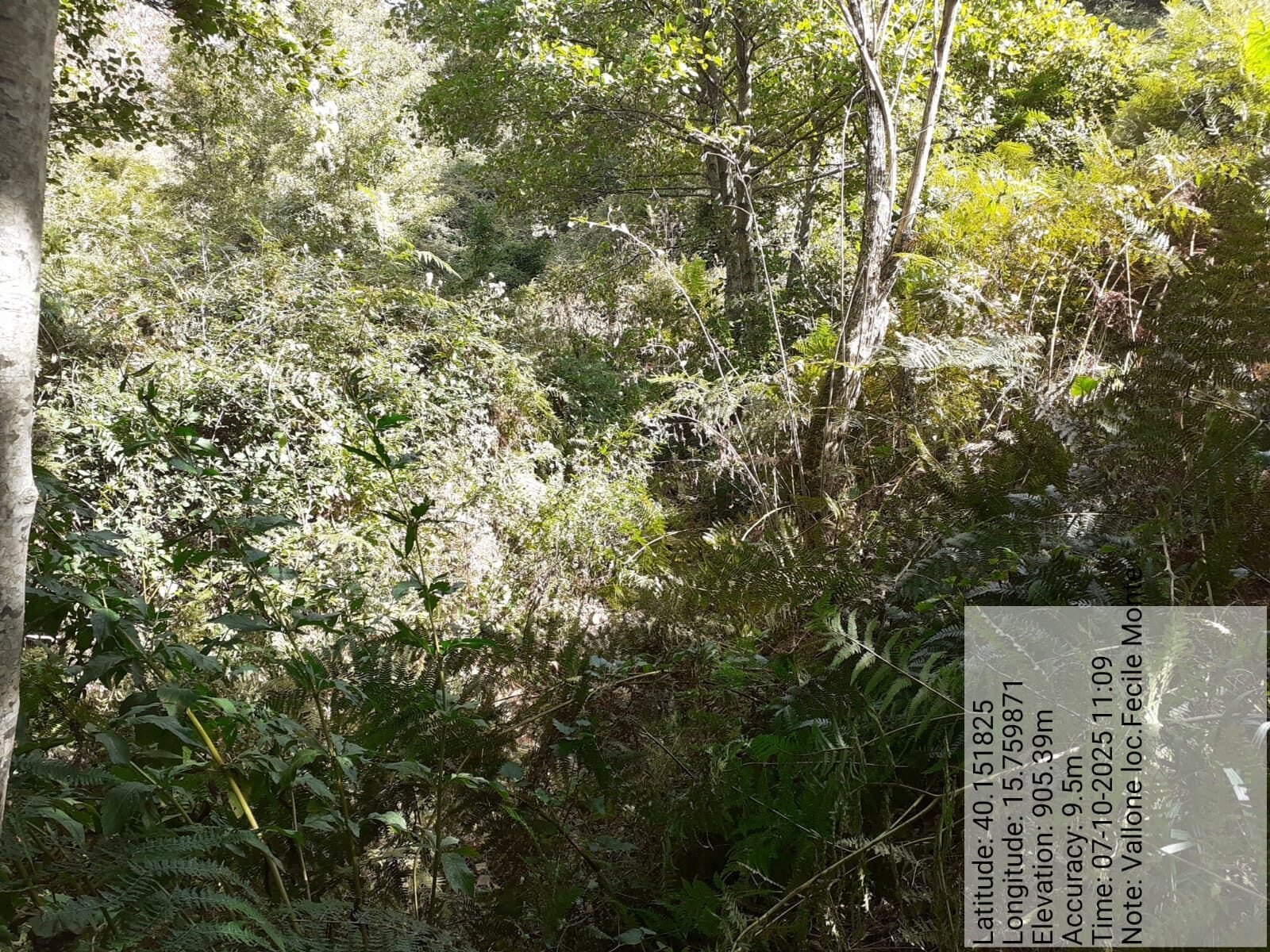 Galleria Fotografica Immagine