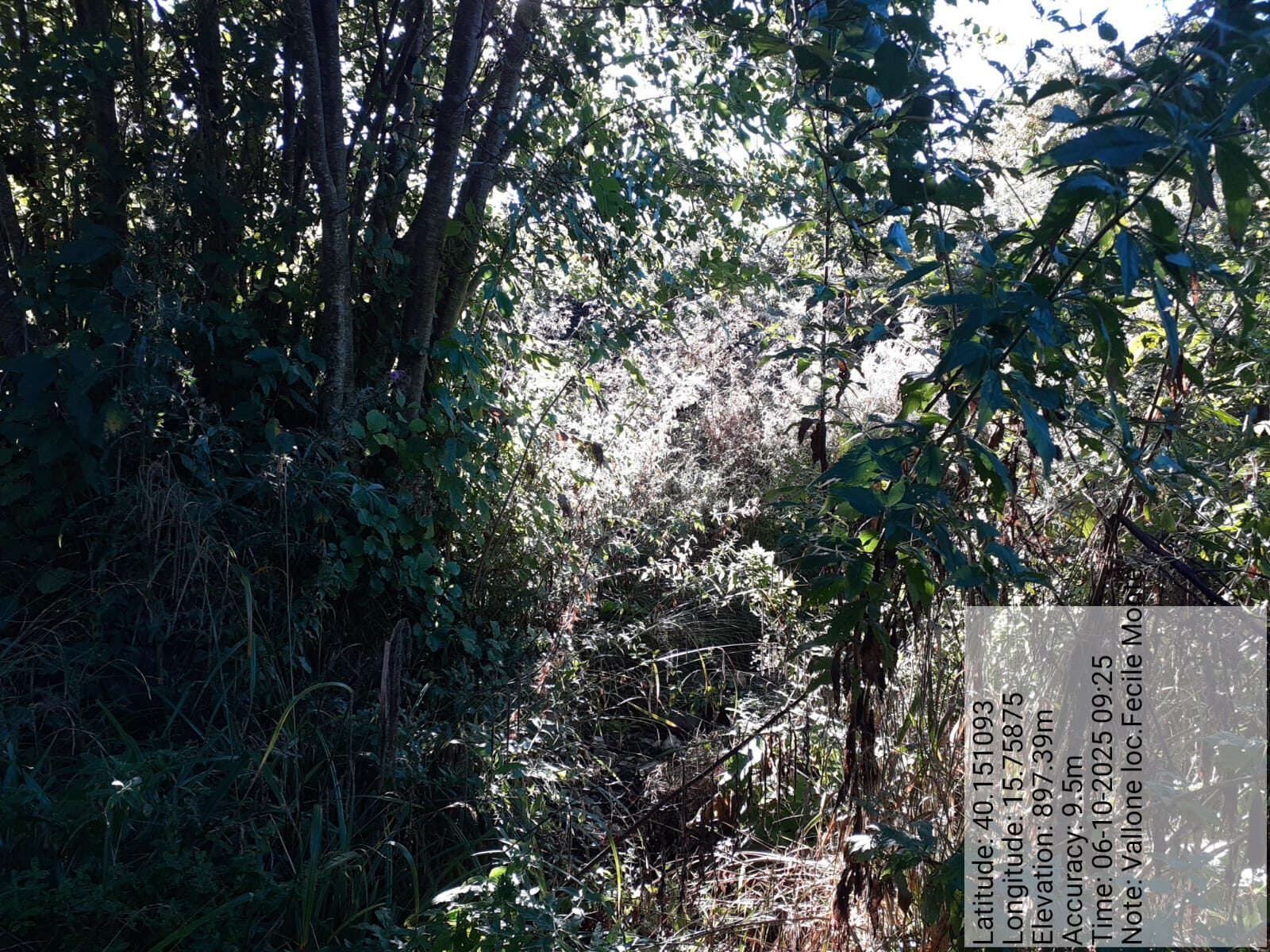 Galleria Fotografica Immagine