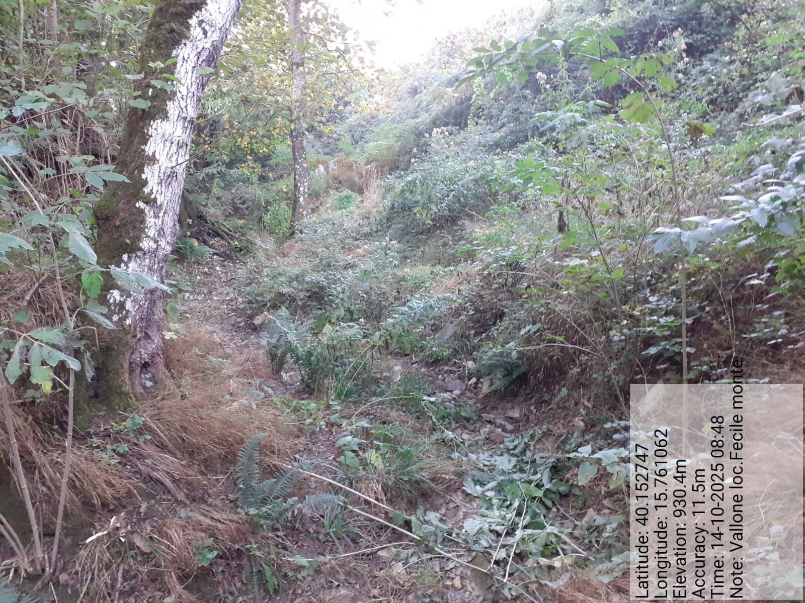 Galleria Fotografica Immagine