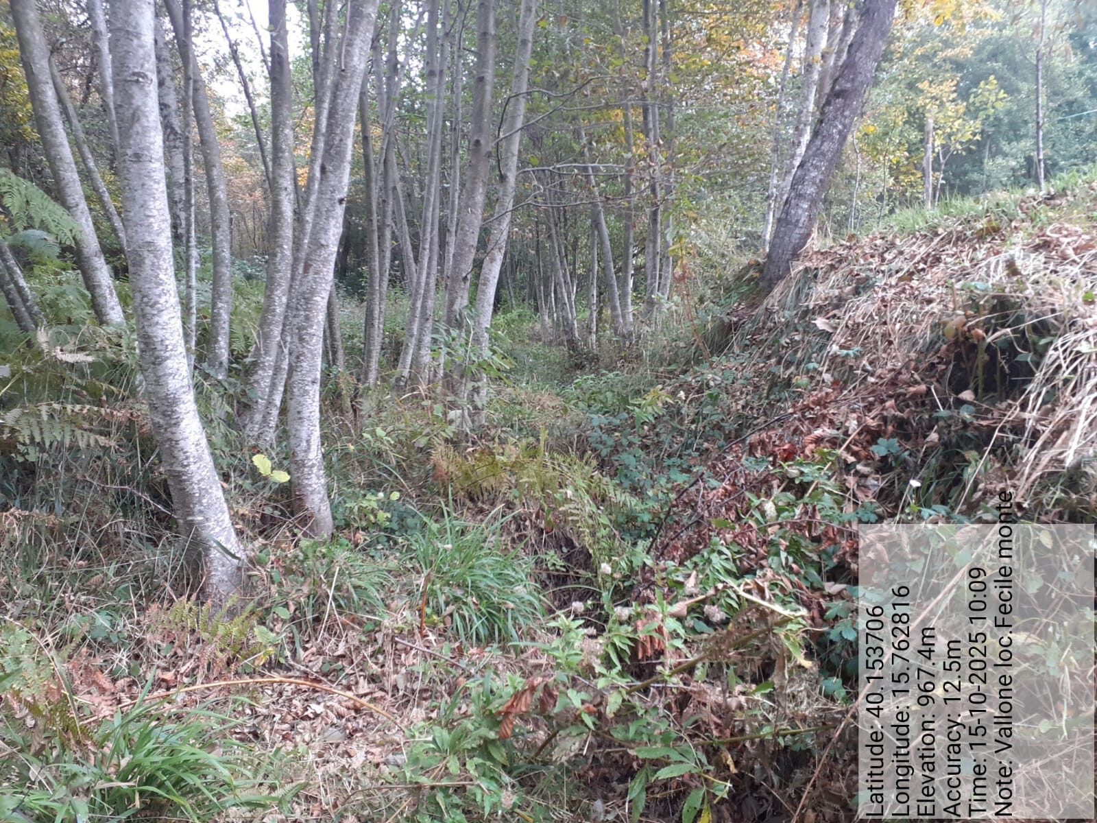 Galleria Fotografica Immagine