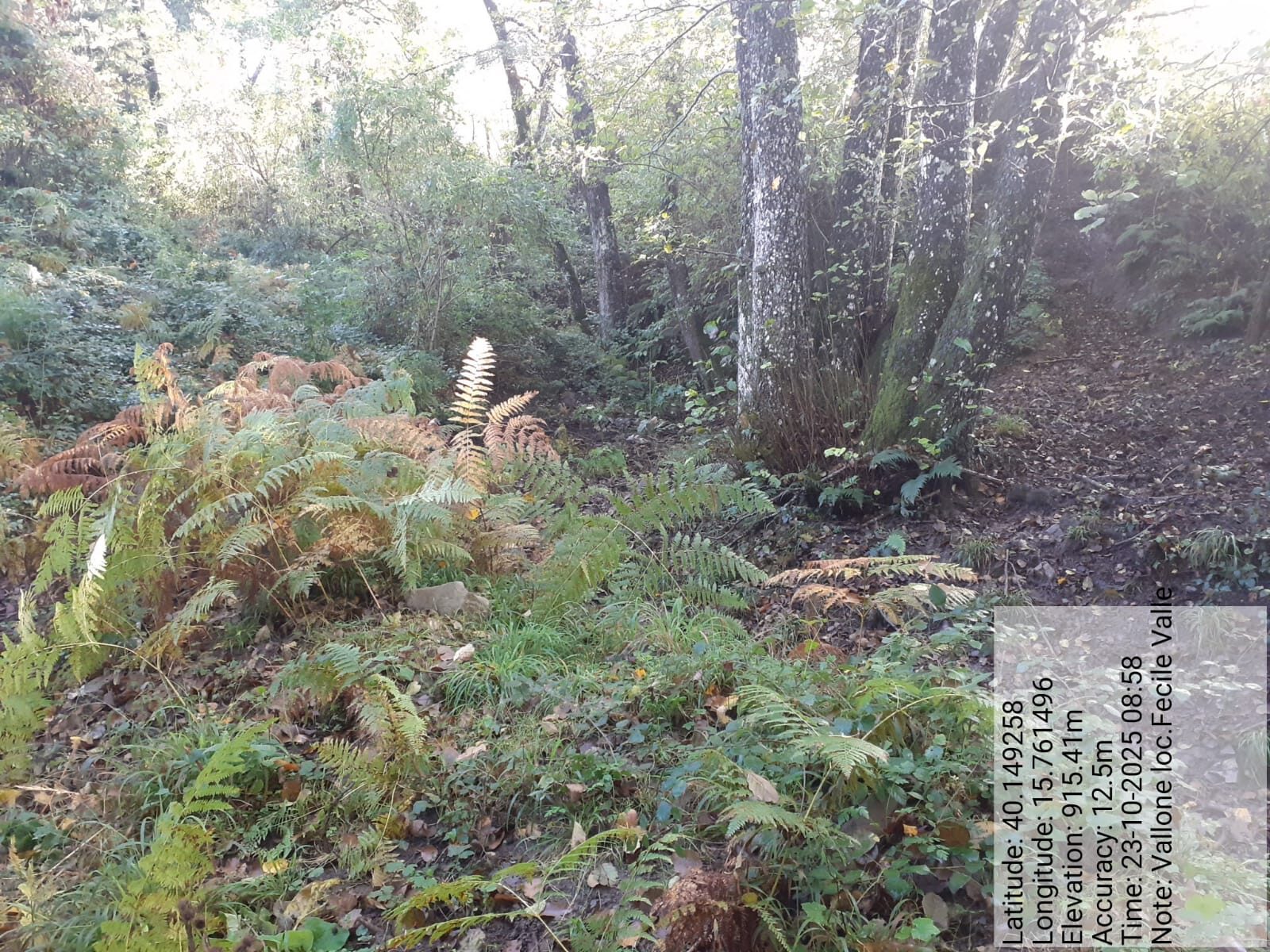 Galleria Fotografica Immagine