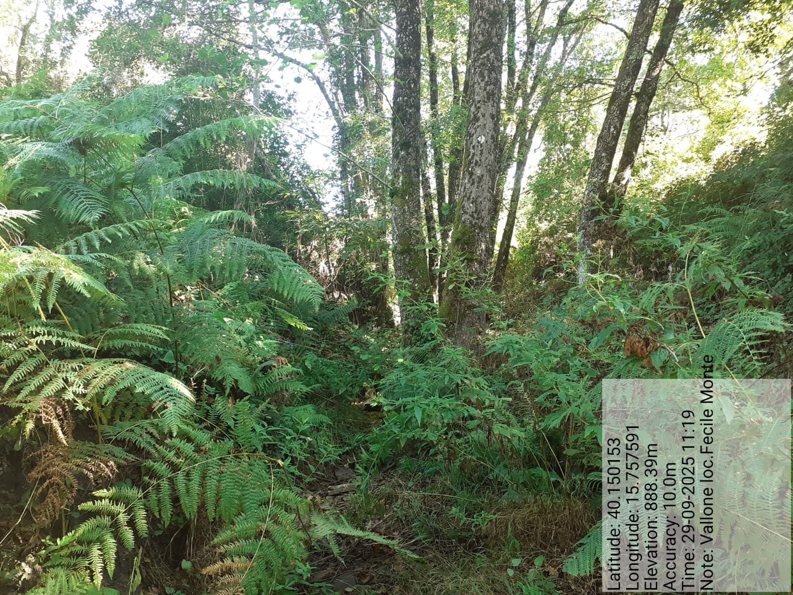 Galleria Fotografica Immagine