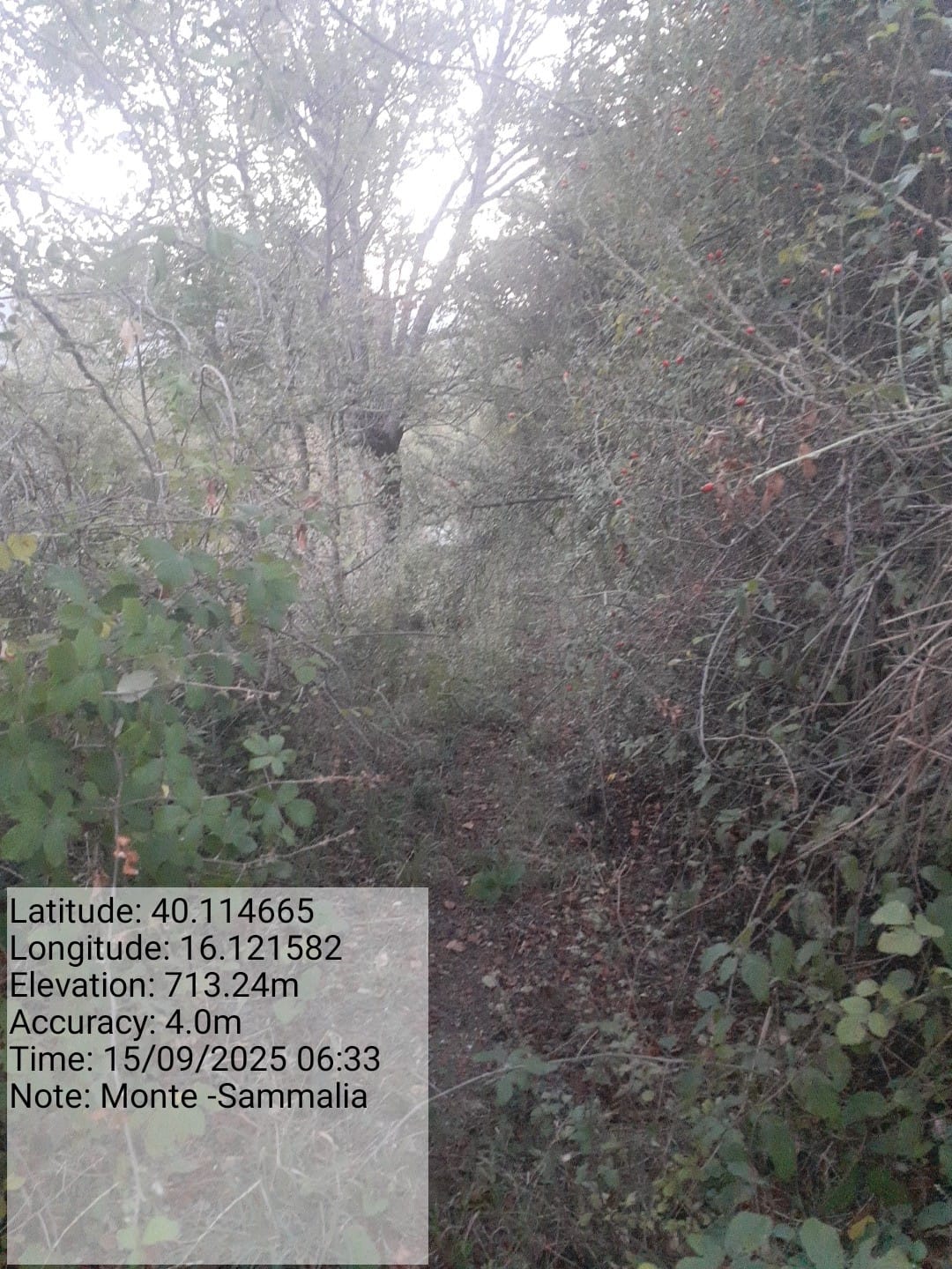 Galleria Fotografica Immagine