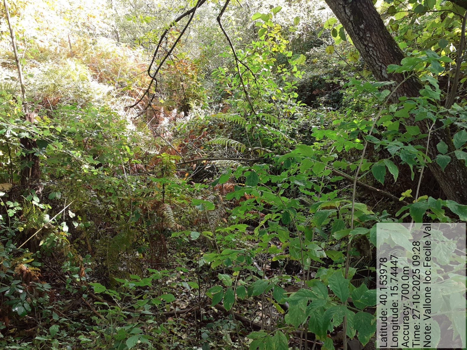 Galleria Fotografica Immagine