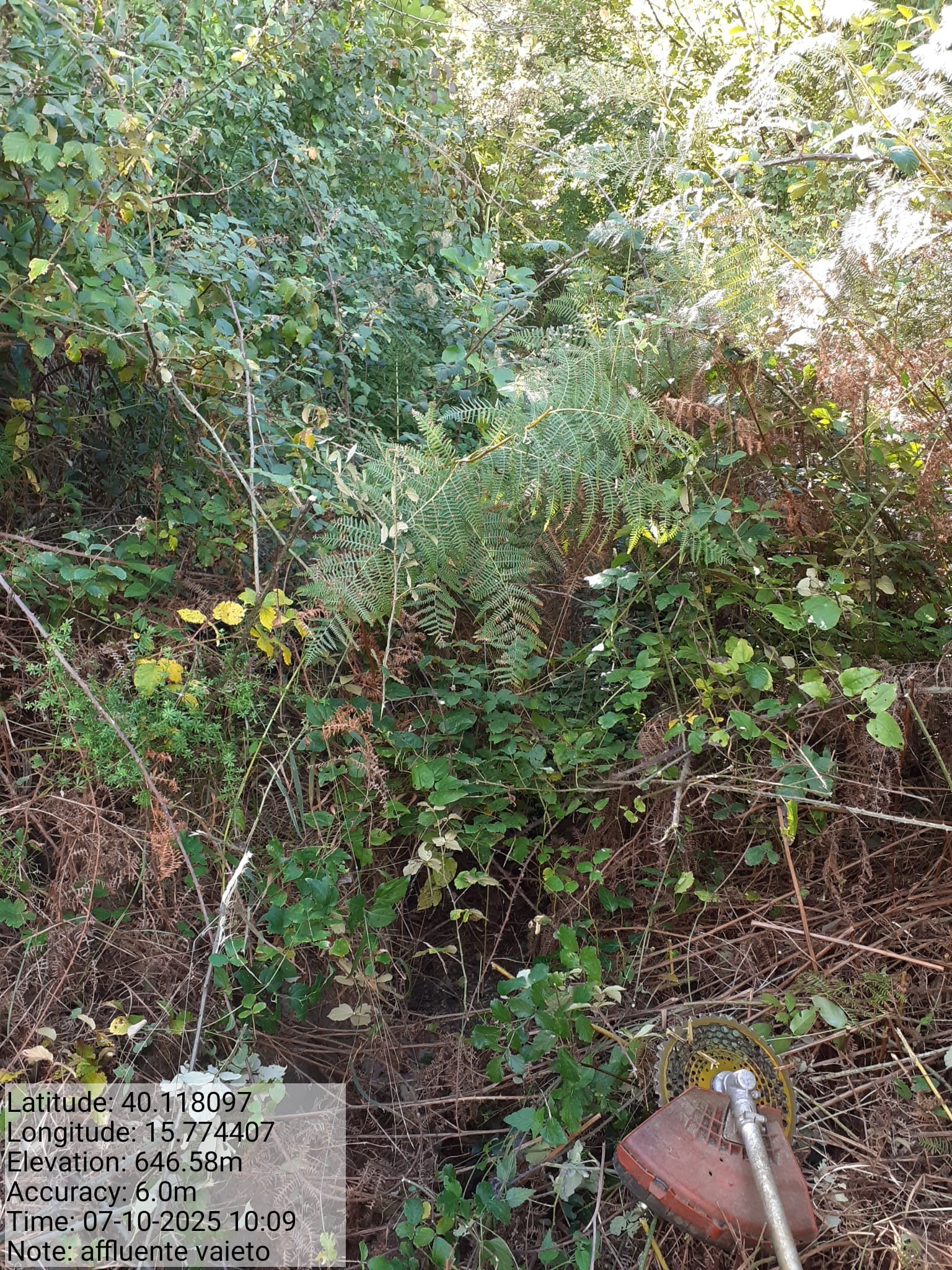 Galleria Fotografica Immagine