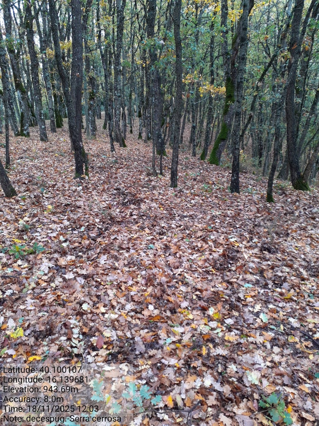 Galleria Fotografica Immagine