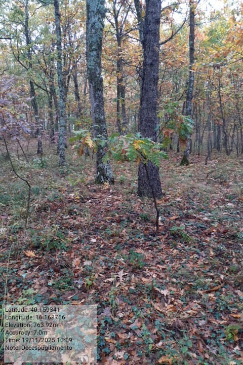 Galleria Fotografica Immagine