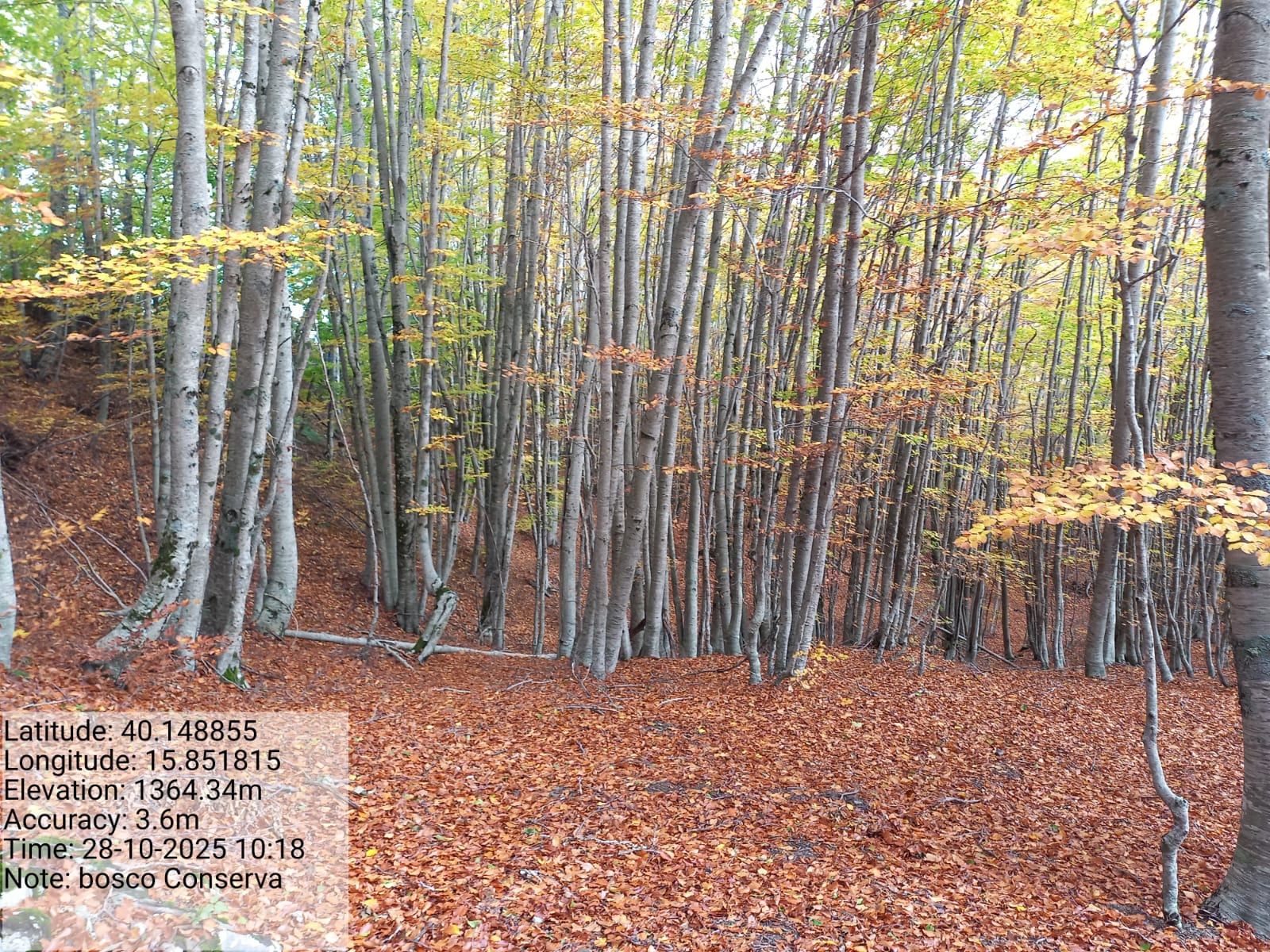 Galleria Fotografica Immagine