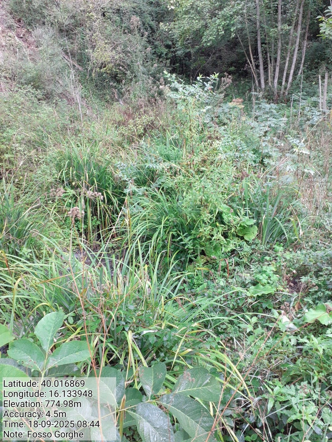 Galleria Fotografica Immagine