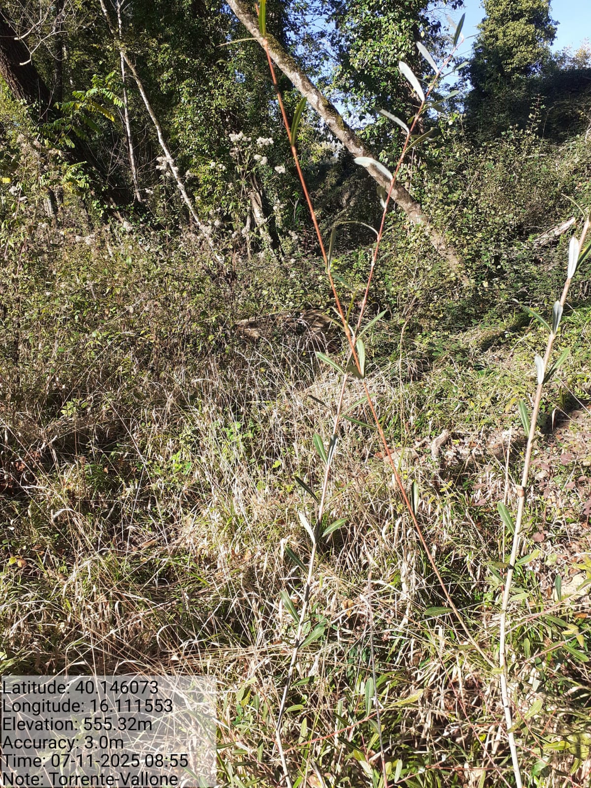 Galleria Fotografica Immagine