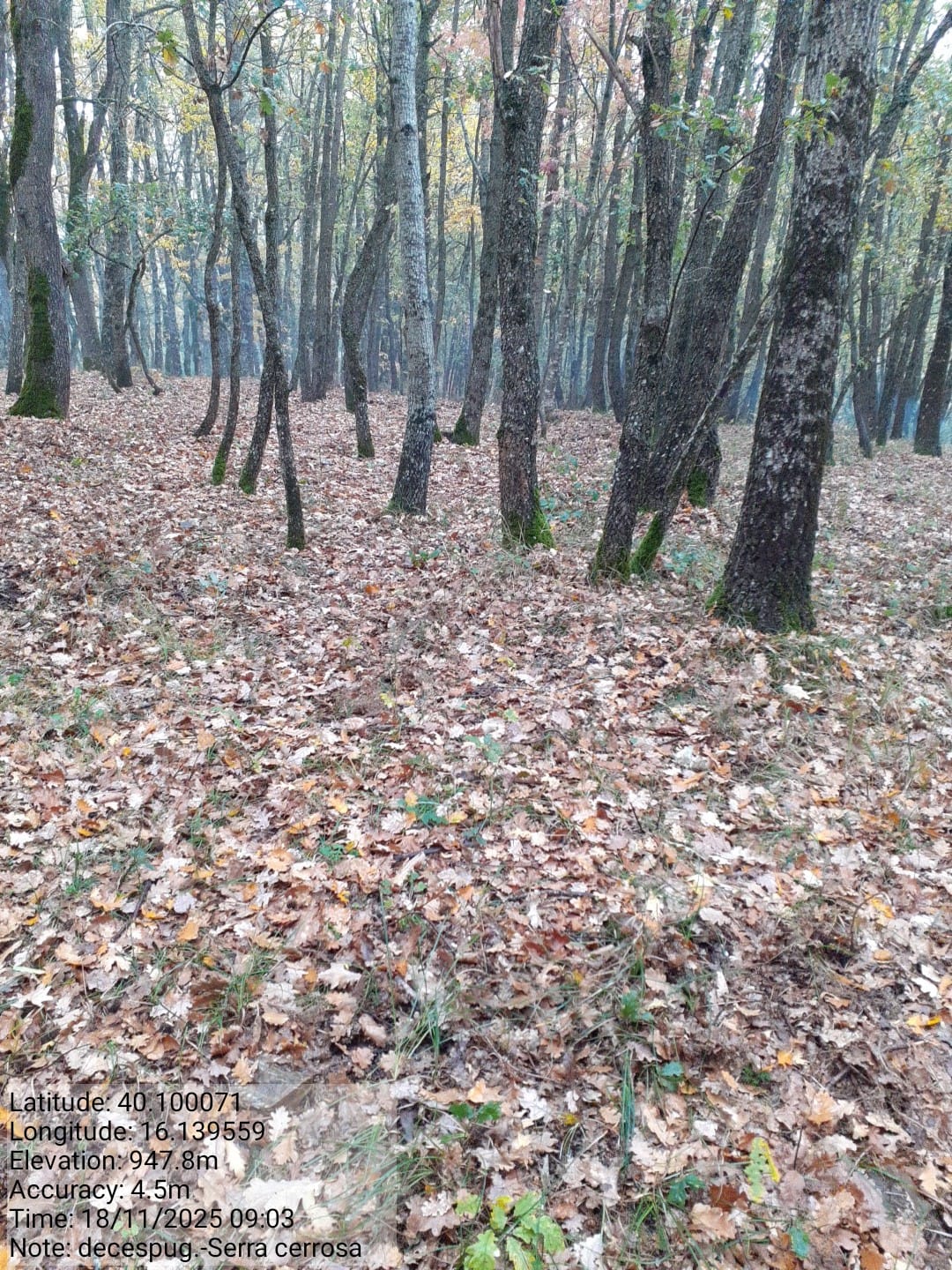 Galleria Fotografica Immagine