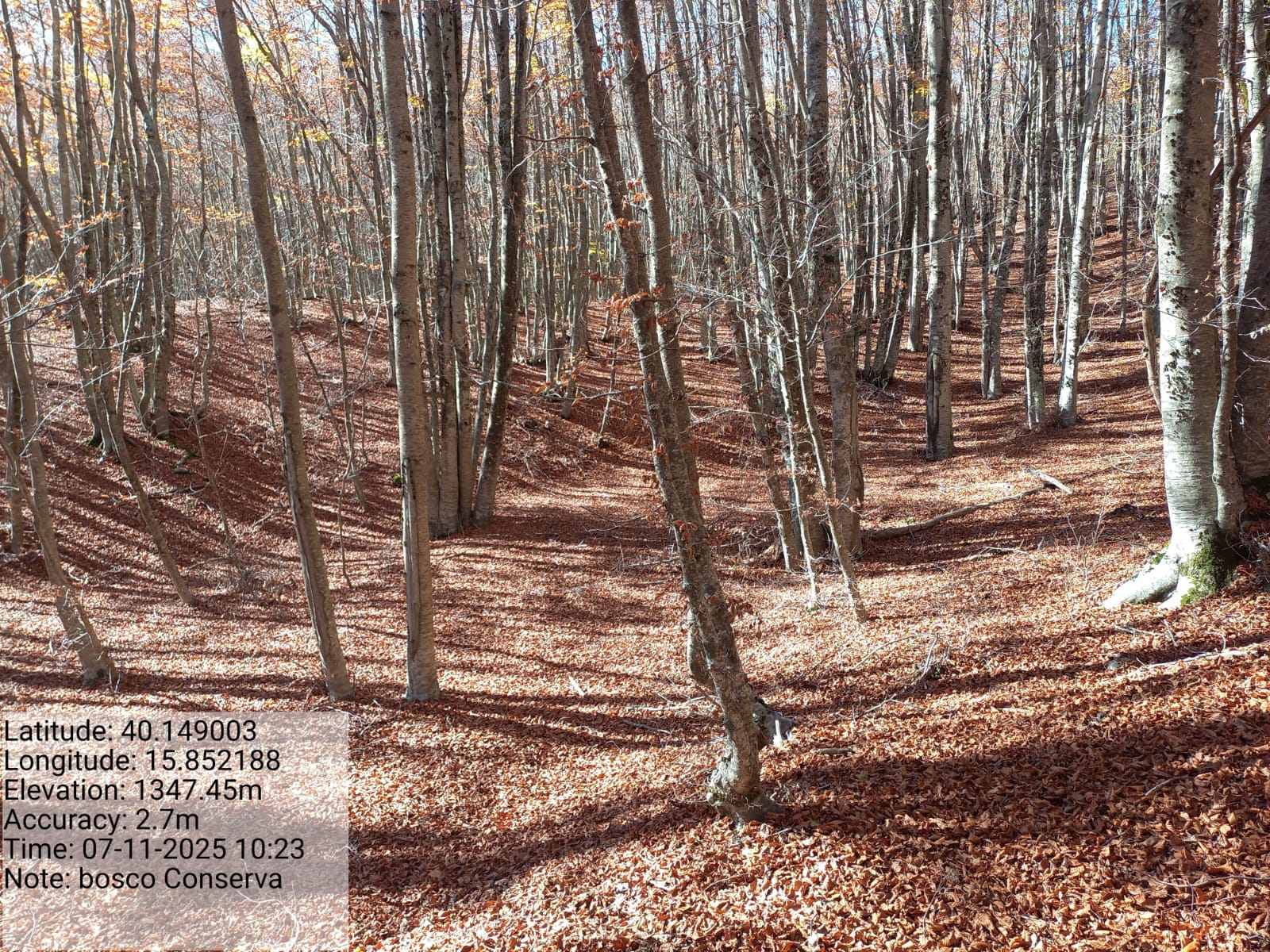 Galleria Fotografica Immagine