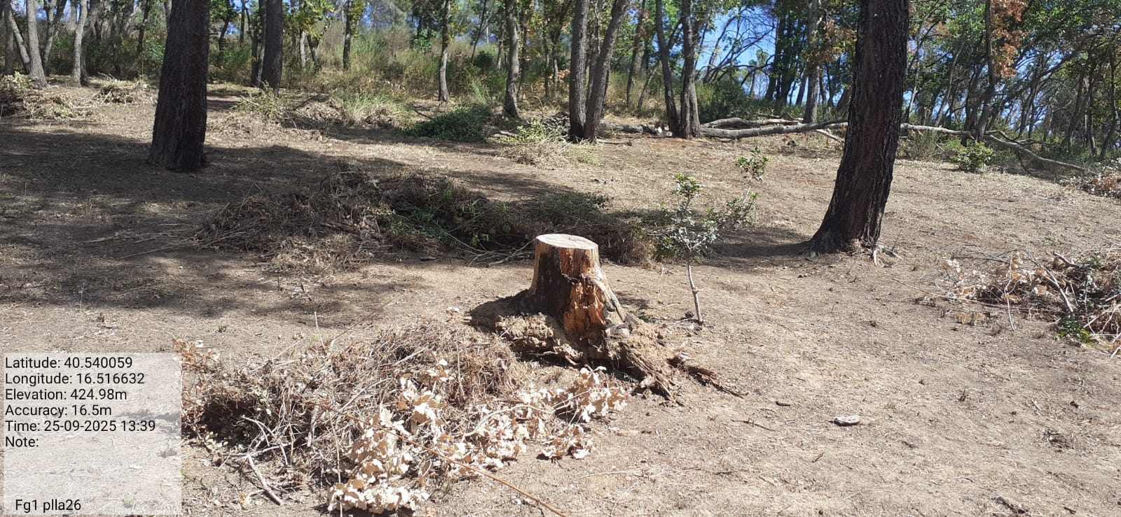 Galleria Fotografica Immagine