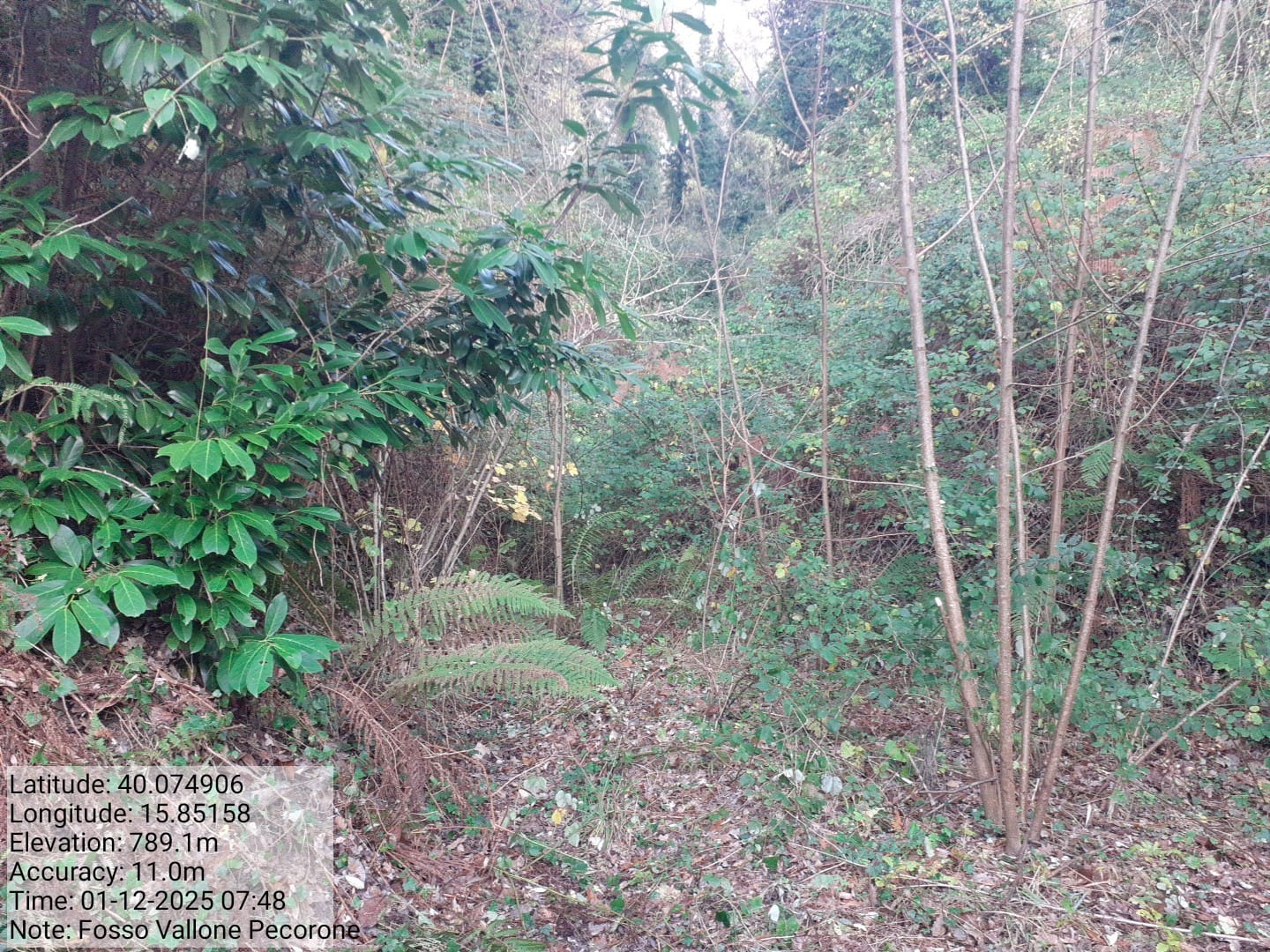 Galleria Fotografica Immagine